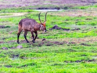 Rezerwat w Chobe (Botswana)